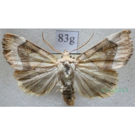 Cosmia trapezina (Linnaeus, 1758) male Kresówka leszczynówka Czech83g